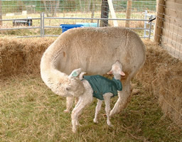 t's vitally important that the mother bonds with the cria in the first few hours. If she's being seriously distracted by the herd, put her in a confined space with the cria until suckling starts.  She must be able to see the herd, however - so don't shut her in the barn!   Here the new mum is encouraging her baby to suckle - a very good sign. 